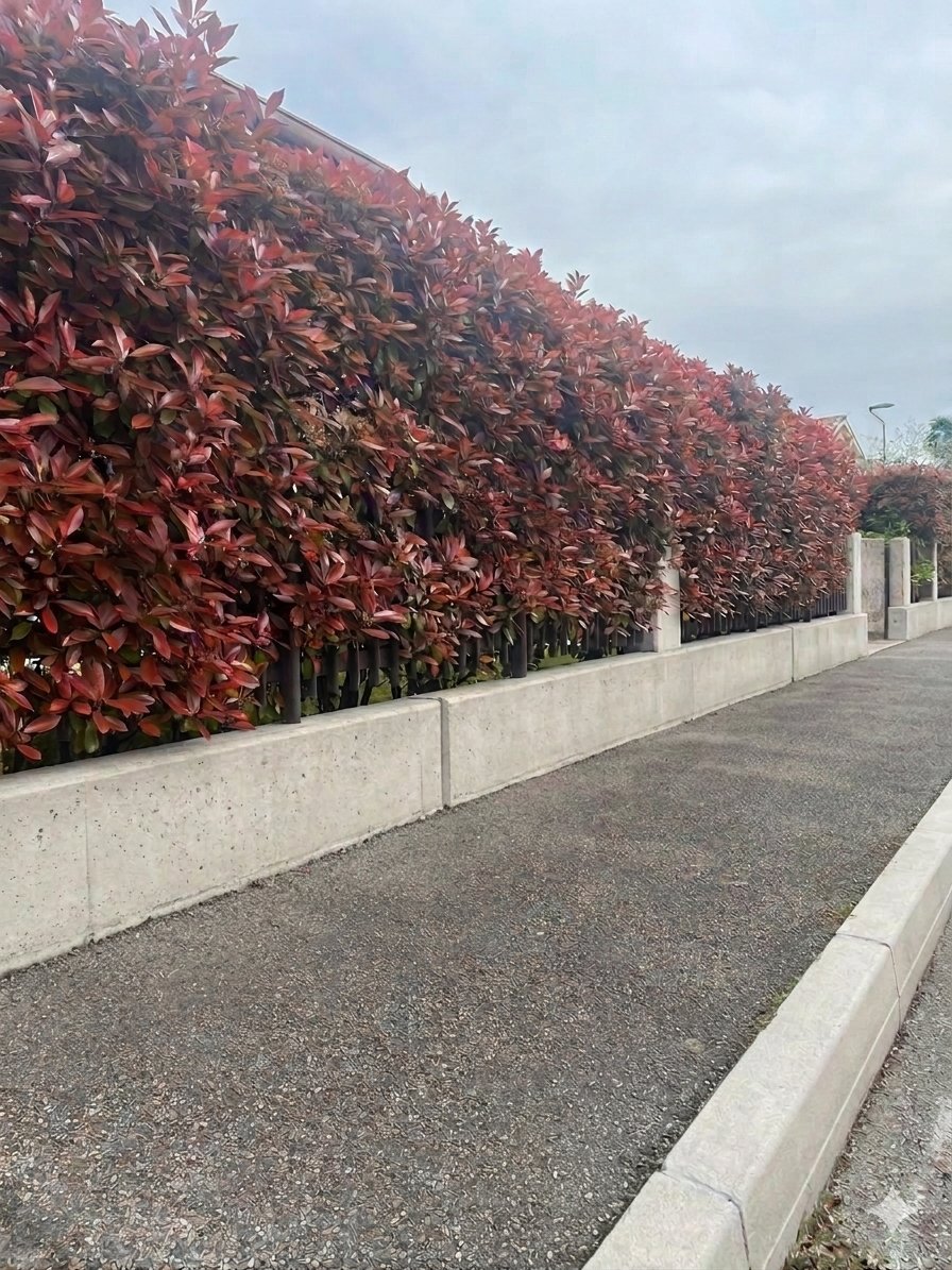 Muretto con siepe dopo la pulizia