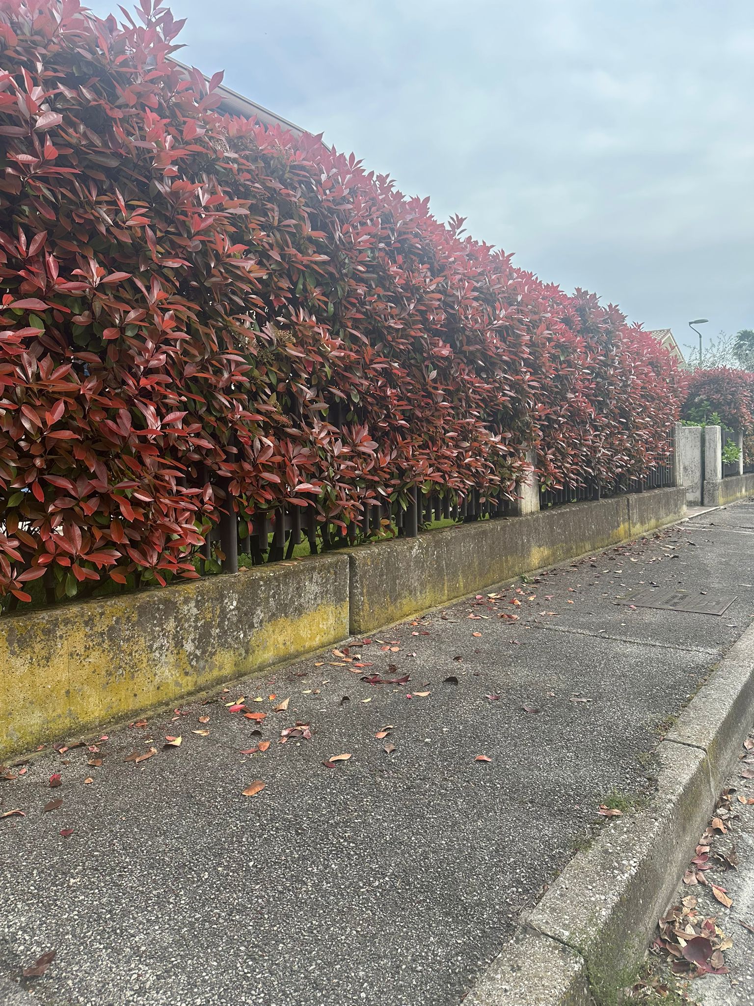 Muretto con siepe prima della pulizia